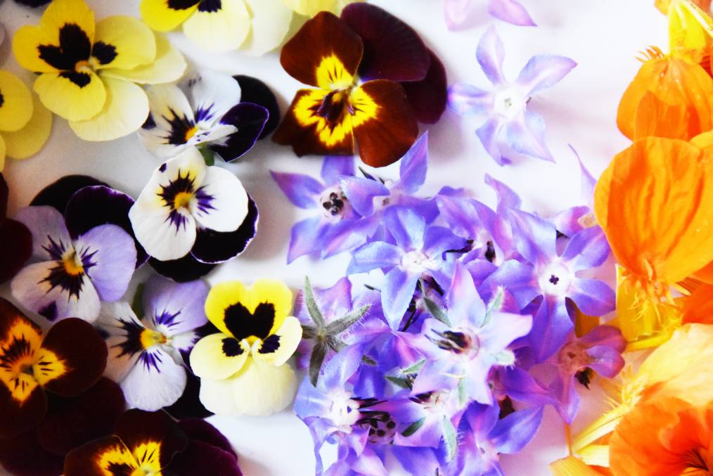 repas végétariens,livraison repas lauragais,repas livrés en bocal,livraison repas séminaires,repas bio et locaux,repas faits maison,légumes bio